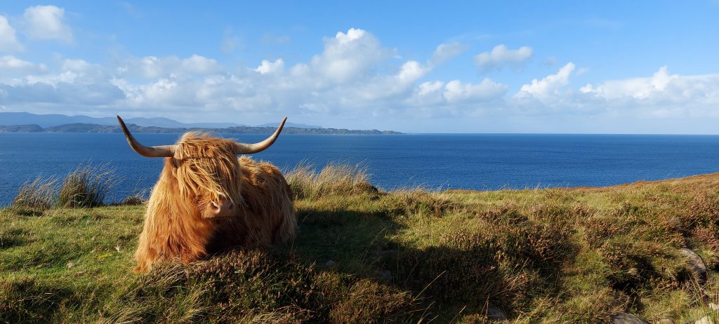 A photo from the trip of a lone highland "coo" and Skye in the background